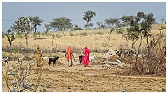 Journey from Jaisalmer to Jodhpur 16  The Women Working in the Fields in Biramdeogarh