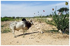 Journey from Jaisalmer to Jodhpur 30  Shekhala Beast by the School