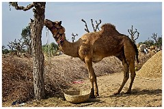 Journey from Jaisalmer to Jodhpur 42  The Camel Fair at Agolai