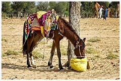 Journey from Jaisalmer to Jodhpur 46  The Camel Fair at Agolai