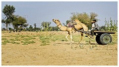 Journey from Jaisalmer to Jodhpur 47  The Camel Fair at Agolai