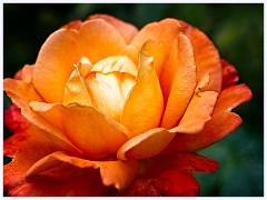 Anglesey Abbey 008  Orange Rose