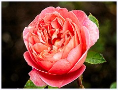 Anglesey Abbey 009  Peach Rose