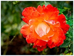 Anglesey Abbey 010  Orange Rose