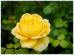 Anglesey Abbey 011  Yellow Rose