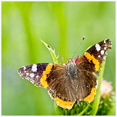 Anglesey Abbey 014  Red Admiral