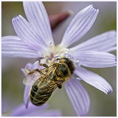 Anglesey Abbey 016  Bee