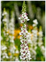 Anglesey Abbey 017  Verbascum