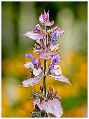 Anglesey Abbey 018  Salvia