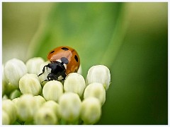 Anglesey Abbey 019  Ladybug