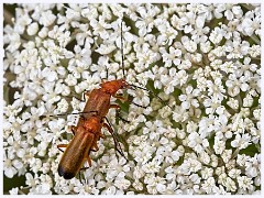 Cambourne in July 001  Soldier Beetles