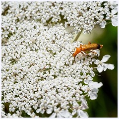 Cambourne in July 002  Soldier Beetle
