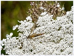 Cambourne in July 003  Flying Bug on Flower
