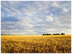 Cambourne in July 006  Evening Shot of the Fields
