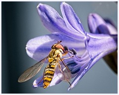 Cambourne in July 010  Hoverfly on the Agapanthus