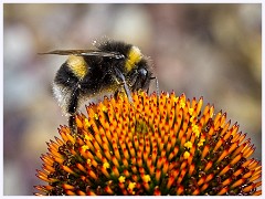 Cambourne in July 011  Bee