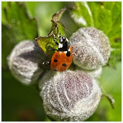 Cambourne in July 013  Ladybug