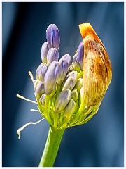 Cambourne in July 014  Agapanthus Opening