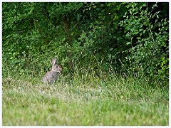 Cambourne in July 016  Rabbit in the Evening