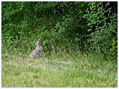Cambourne in July 016  Rabbit in the Evening