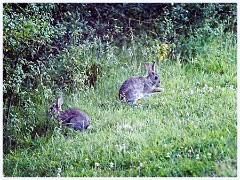 Cambourne in July 017  Rabbits in the Evening