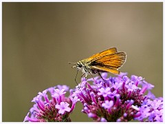 Wimpole Hall 006  Small Skipper on Verbena