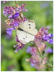 Wimpole Hall 007  Small White