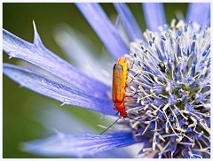 Wimpole Hall 008  Soldier Beetle on Eryngium