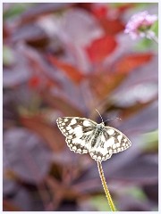 Wimpole Hall 009  Marbled White