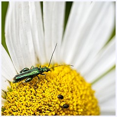Wimpole Hall 010  Thick Legged Flower Beetle