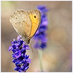 Wimpole Hall 011  Small Heath on Lavender