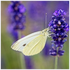Wimpole Hall 012  Small White on lavender