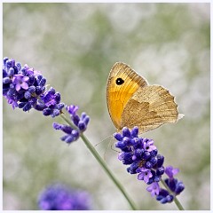 Wimpole Hall 013  Small Heath on Lavender