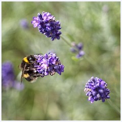 Wimpole Hall 014  Bee on Lavender