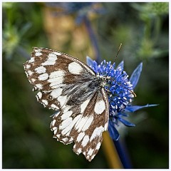Wimpole Hall 016  Damaged Marbled White