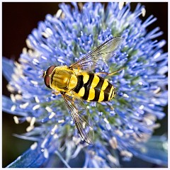 Wimpole Hall 017  Hoverfly on Eryngium