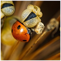 Wimpole Hall 018  Ladybug on Seed Head