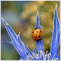 Wimpole Hall 019  Ladybug on Eryngium