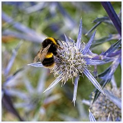 Wimpole Hall 020  Bee on Sea Holly
