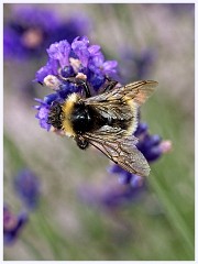 Wimpole Hall 021  Bee on Lavender