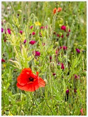 Wimpole Hall 023  Poppy