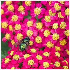 Wimpole Hall 025  Green Bottle on Yarrow