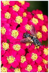 Wimpole Hall 026  Blow Fly on Yarrow