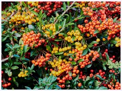 Cambourne 007  Autumn Berries