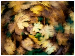 Cambourne 008  Autumn Leaves