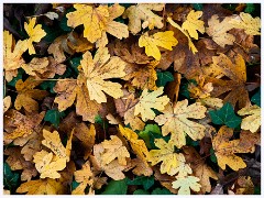 Cambourne 009  Autumn Leaves