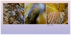 Cambourne 012  Creative Hostas