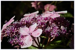 Agatha Christies Greenways 070  Hydrangea