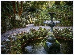 Agatha Christies Greenways 079  The Fernery