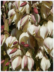 Agatha Christies Greenways 080  Yucca